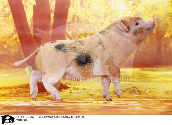 micro pig / RR-79857