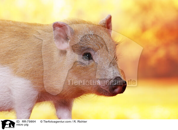 Microschwein / micro pig / RR-79864