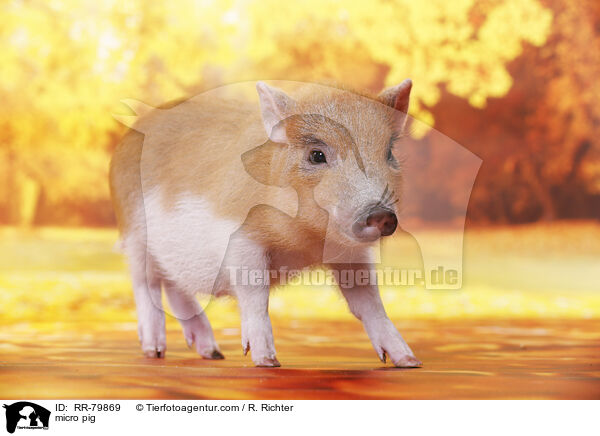 micro pig / RR-79869