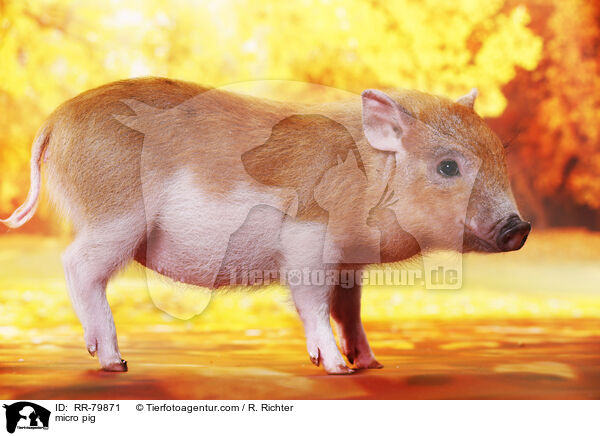 micro pig / RR-79871