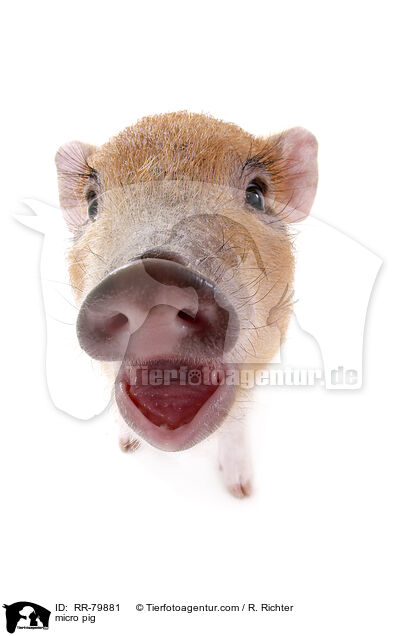 micro pig / RR-79881