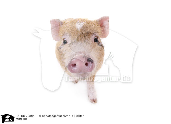 micro pig / RR-79884
