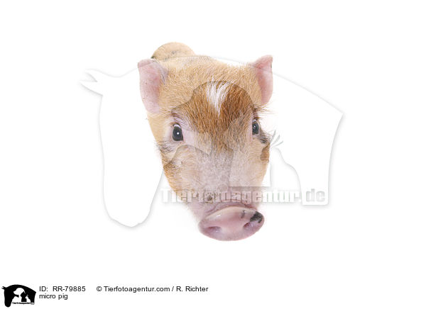 micro pig / RR-79885