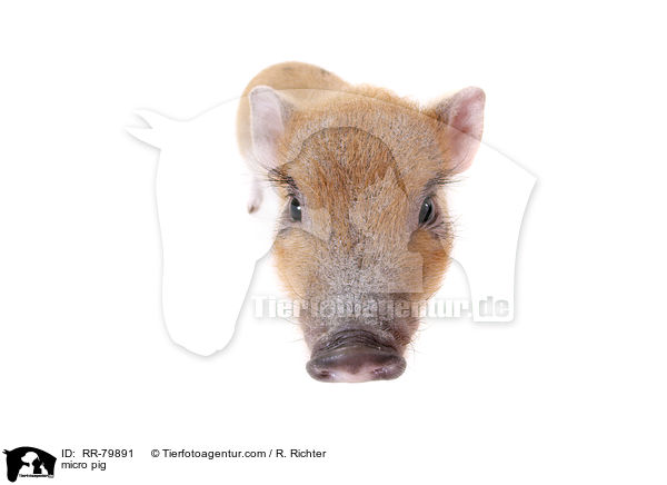 Microschwein / micro pig / RR-79891