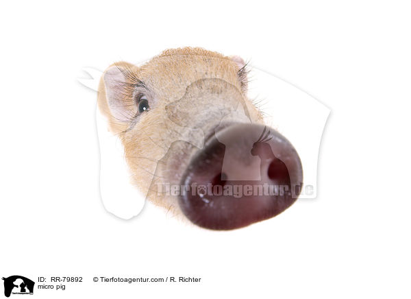 micro pig / RR-79892