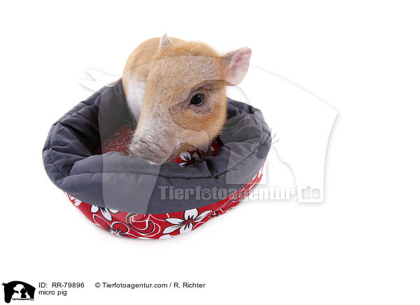 micro pig / RR-79896
