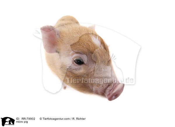 micro pig / RR-79902