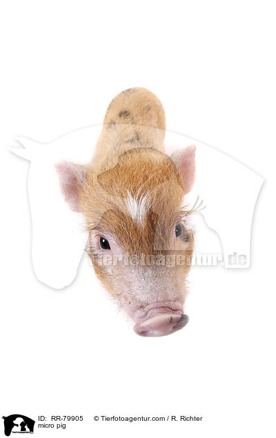 micro pig / RR-79905
