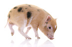 micro pig