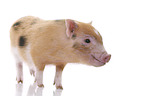 micro pig