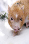 micro pig