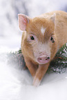 micro pig