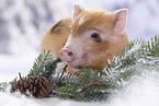micro pig
