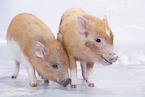 micro pigs