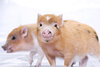 micro pigs