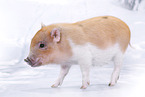 micro pig