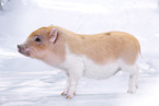 micro pig