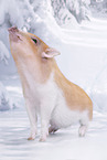 micro pig