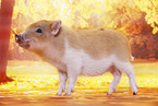 micro pig