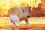 micro pig
