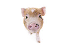micro pig