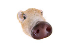 micro pig