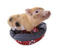 micro pig