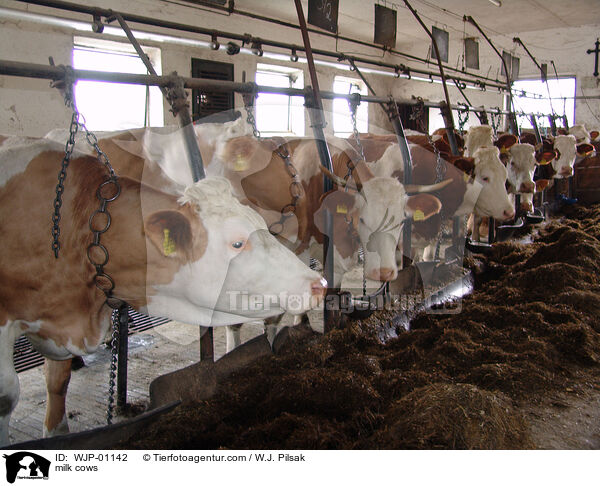 Milchkhe / milk cows / WJP-01142