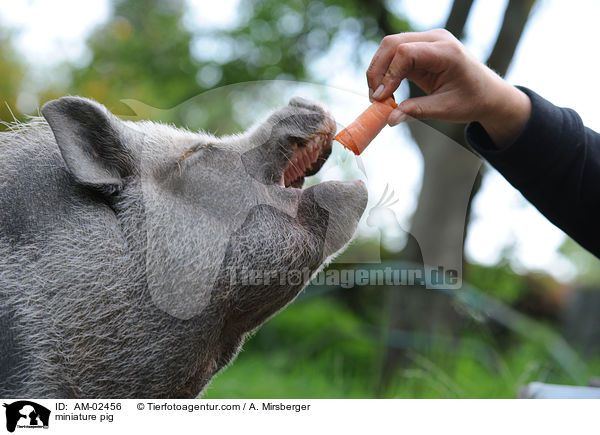 Minischwein / miniature pig / AM-02456