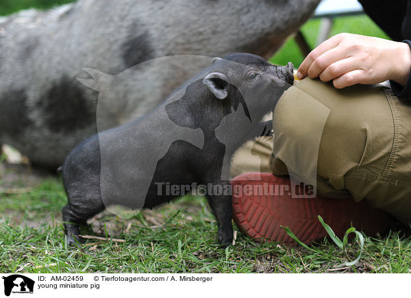 young miniature pig / AM-02459