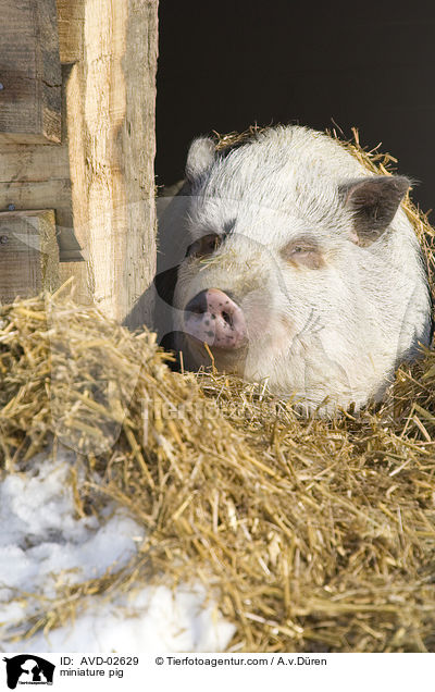 miniature pig / AVD-02629
