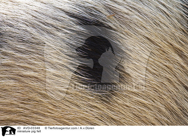 miniature pig fell / AVD-03348