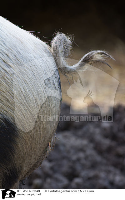 miniature pig tail / AVD-03349