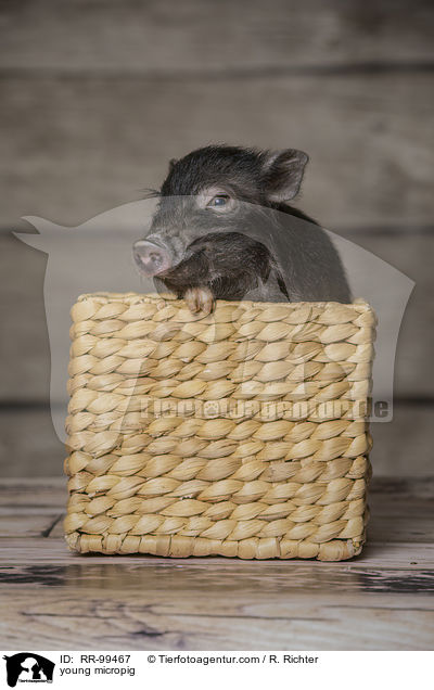 junges Minischwein / young micropig / RR-99467