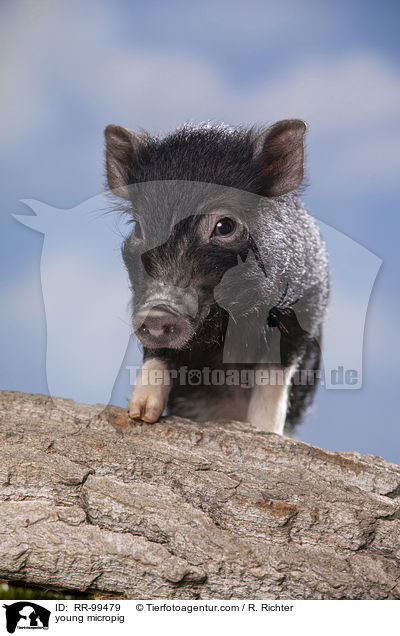 junges Minischwein / young micropig / RR-99479