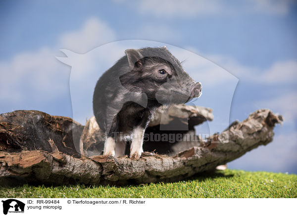 young micropig / RR-99484