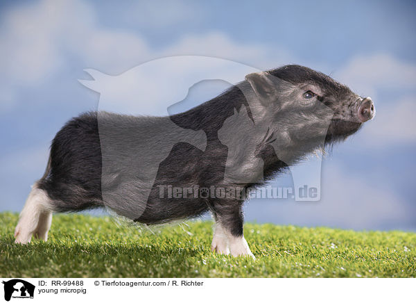 junges Minischwein / young micropig / RR-99488