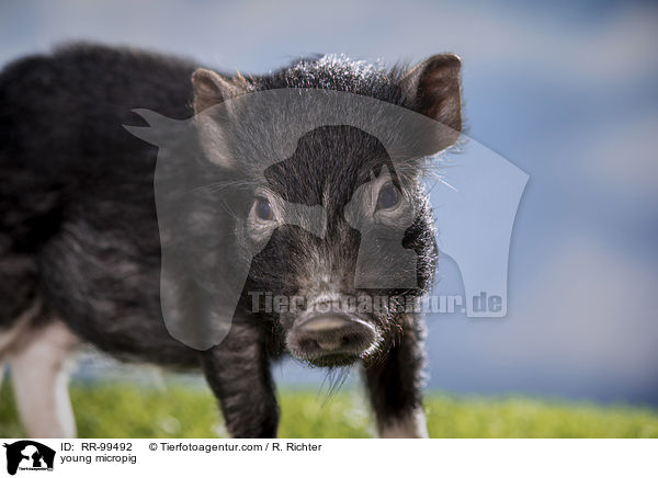 young micropig / RR-99492
