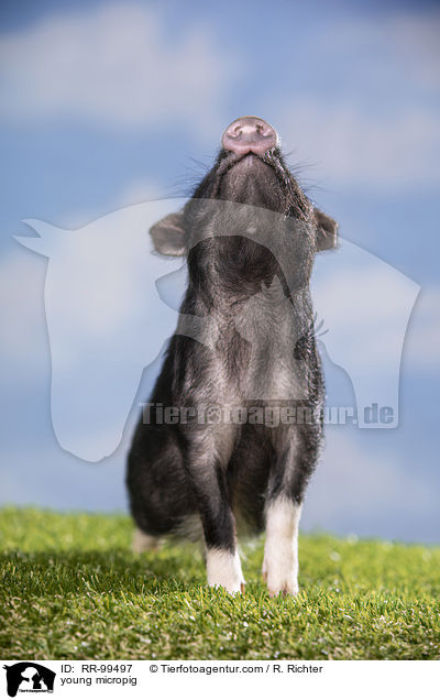junges Minischwein / young micropig / RR-99497
