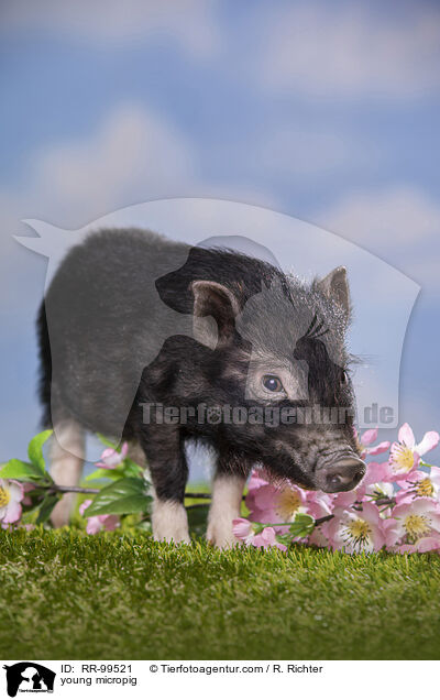 junges Minischwein / young micropig / RR-99521