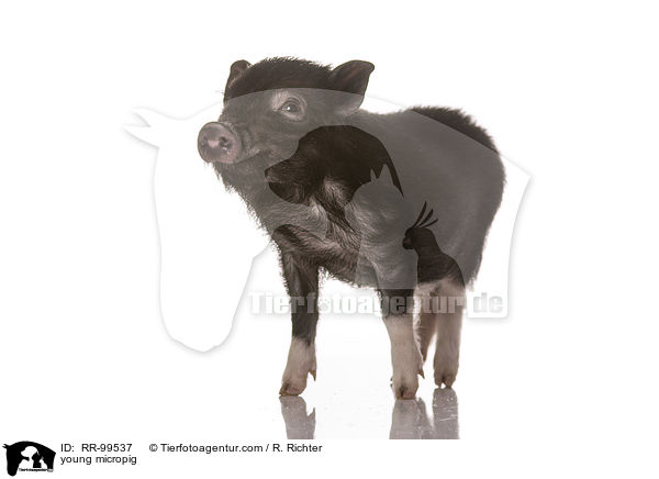 junges Minischwein / young micropig / RR-99537