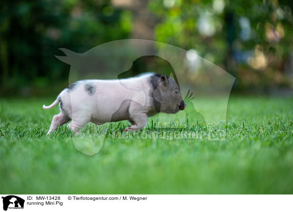 running Mini Pig / MW-13428