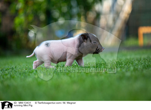 running Mini Pig / MW-13431