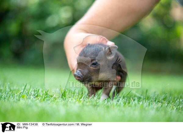 Mini Pig / MW-13438