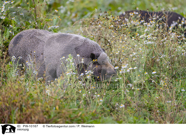 Minischwein / micropig / PW-10167