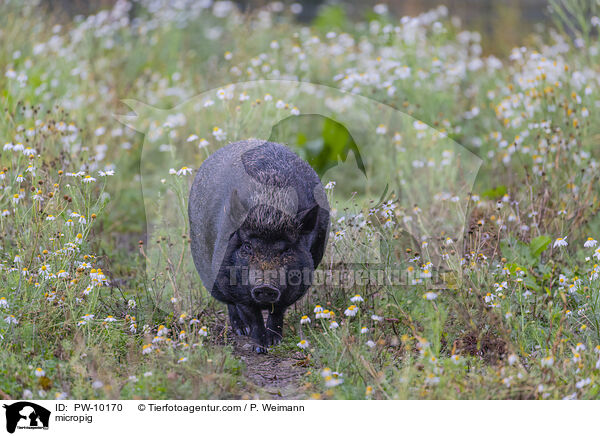 Minischwein / micropig / PW-10170