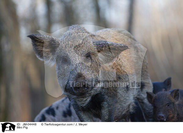Minischwein / Mini Pig / JM-04448