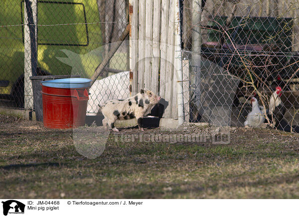 Minischwein Ferkel / Mini pig piglet / JM-04468