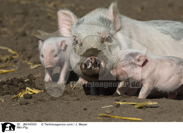 Minischwein / Mini Pig / JM-04500