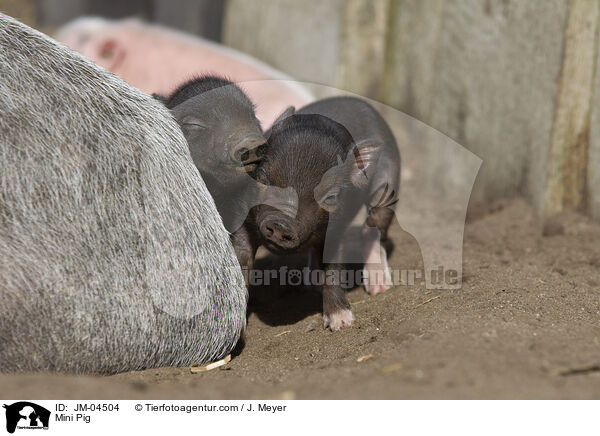 Minischwein / Mini Pig / JM-04504